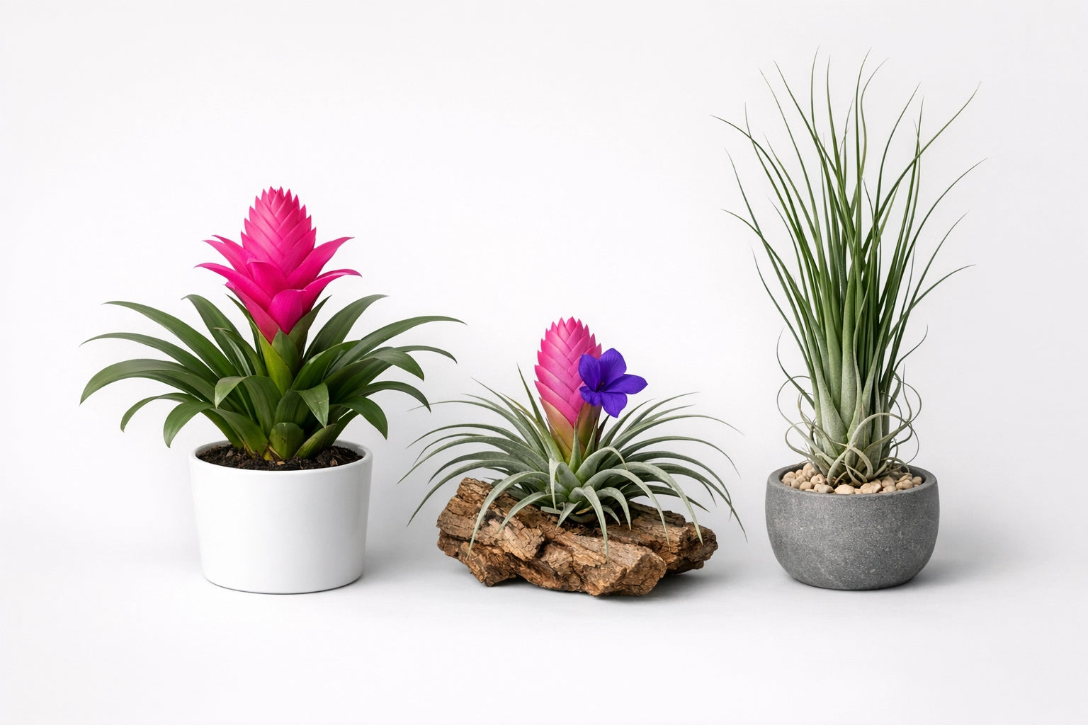 Bromeliacee e Tillandsie