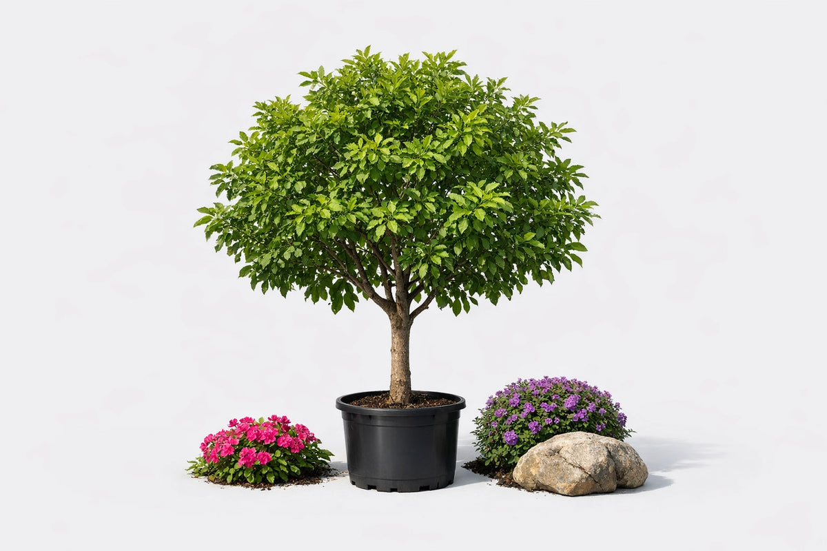 Alberi