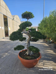 ULMUS PARVIFOLIA BONSAI CIOTOLA 90