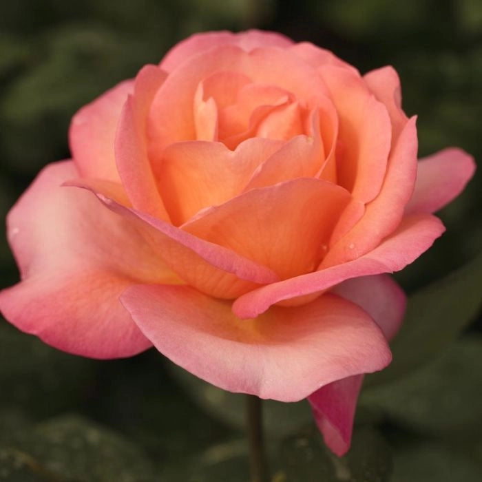 Pianta di rosa JAZZ FESTIVAL® Meilland a cespuglio in vaso 19 cm AMDGarden