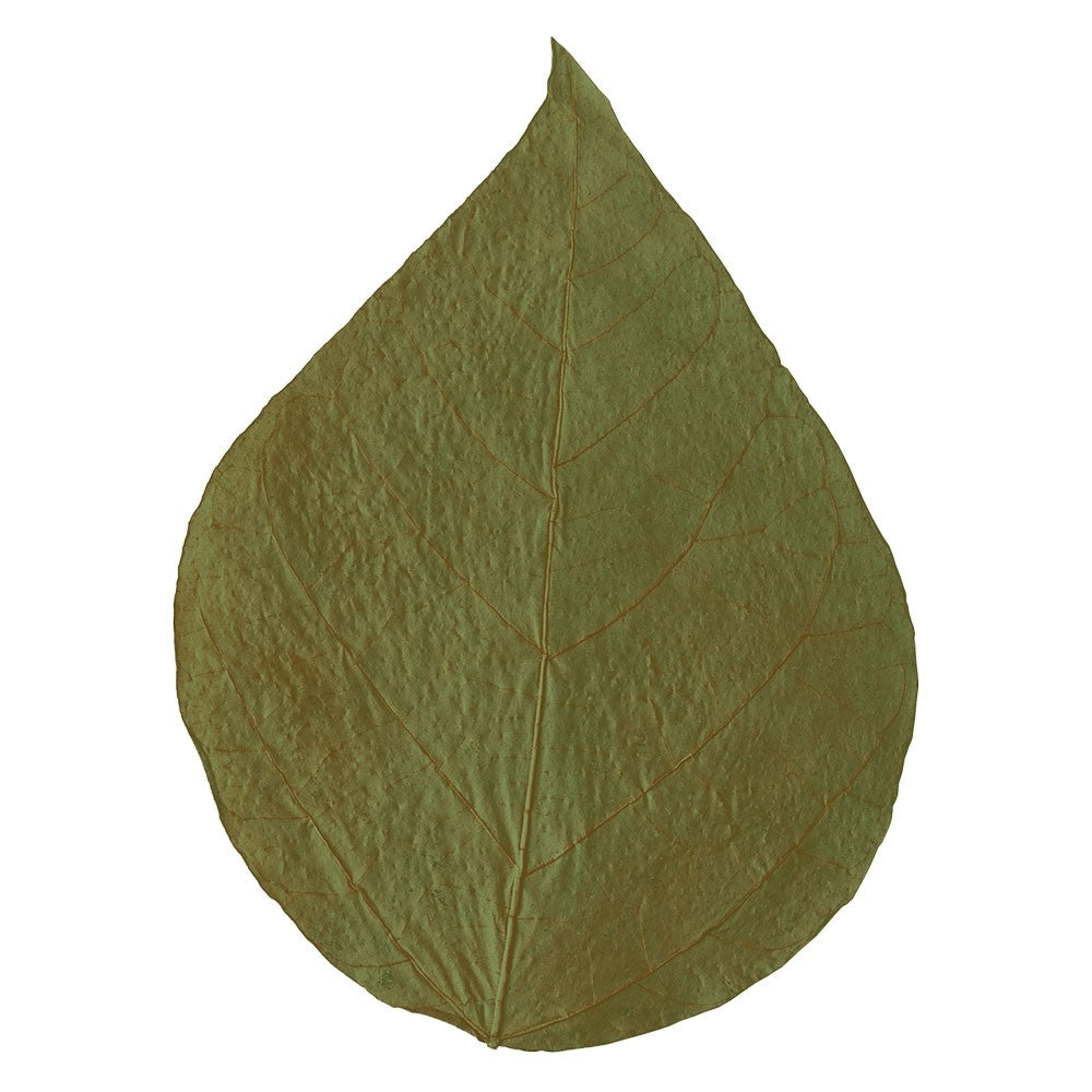 Dennerle Shrimp King Dadap Leaves 10pz - Foglie di Erythrina variegata per gamberetti e crostacei