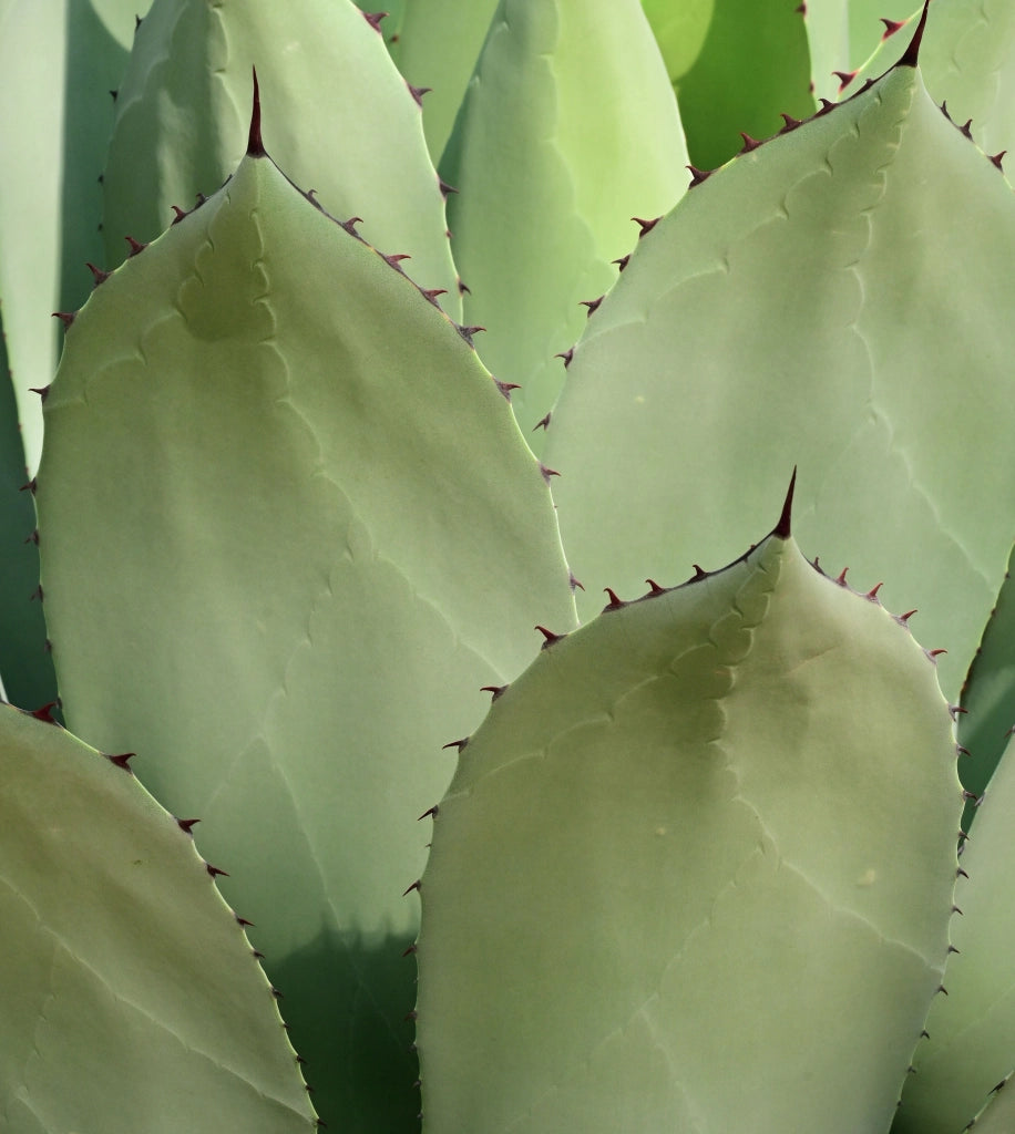 Agave Angustifolia Vaso 60 cm Pianta Grassa Mediterranea Sempreverde