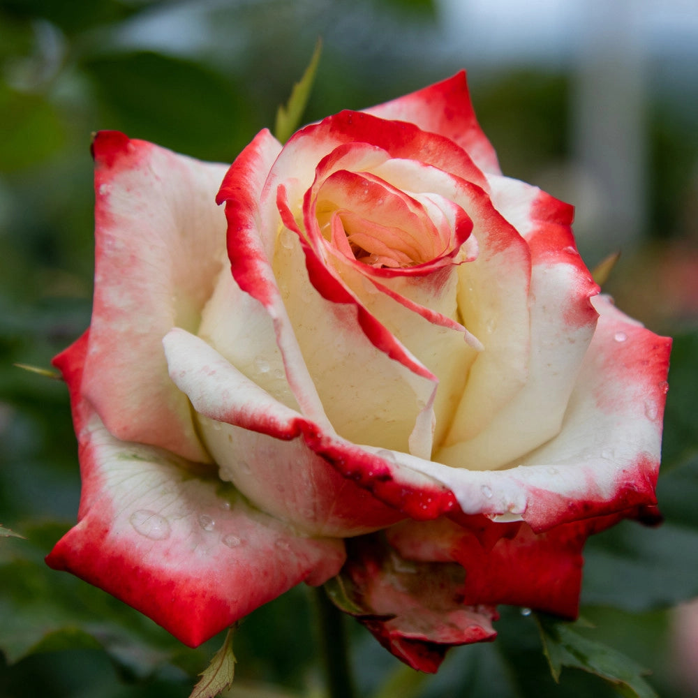 Rosa Rosa Imperatrice Farah® - Pianta di fiore fiori Foto Reali