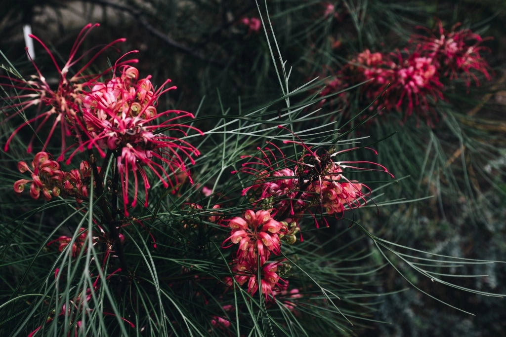 GREVILLEA JUNIPERINA VASO 24