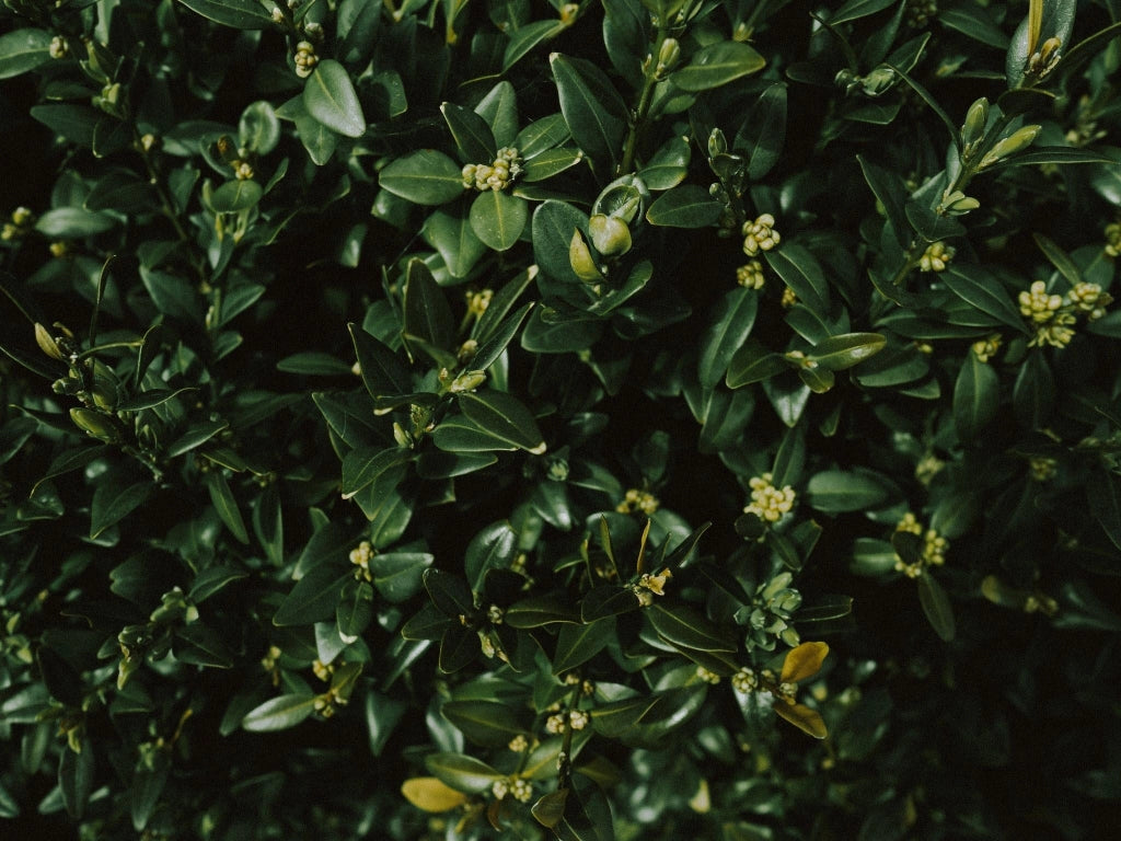 BUXUS SEMPERVIRENS (BOSSO COMUNE) VARIEGATO VASO 24