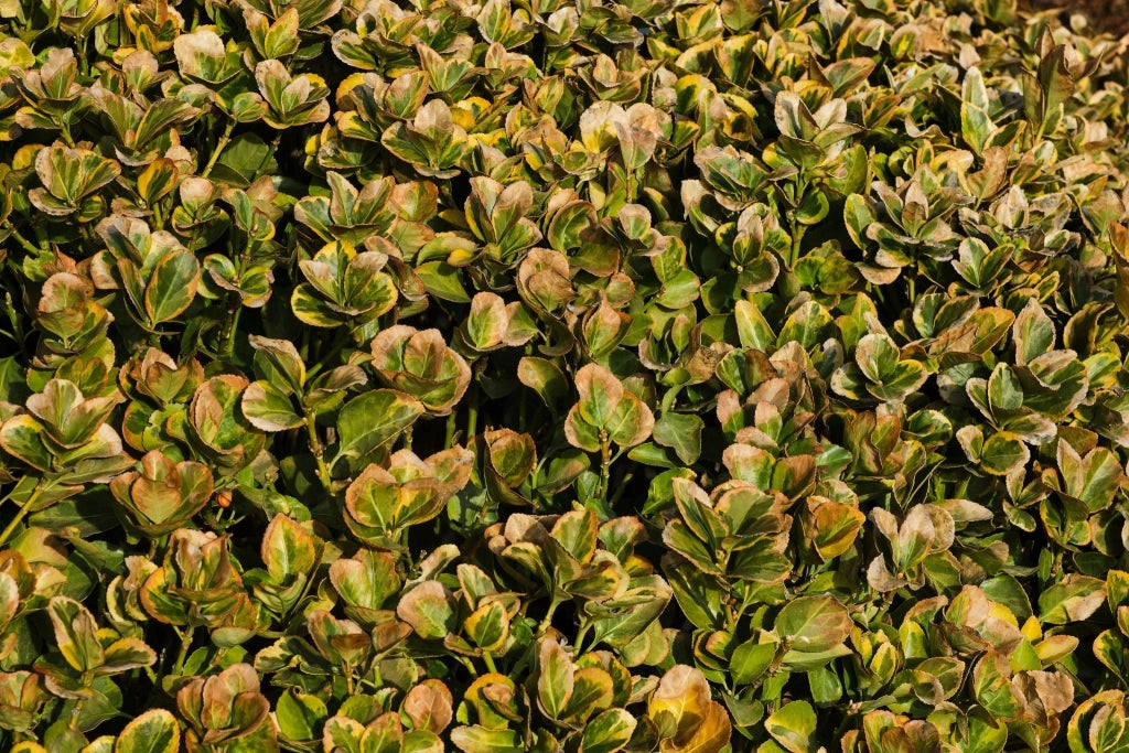 COPROSMA PACIFIC DAWN VASO 18