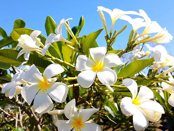Pianta di plumeria frangipane 'blizzard', BIANCA vaso 15cm h 50cm, foto reale