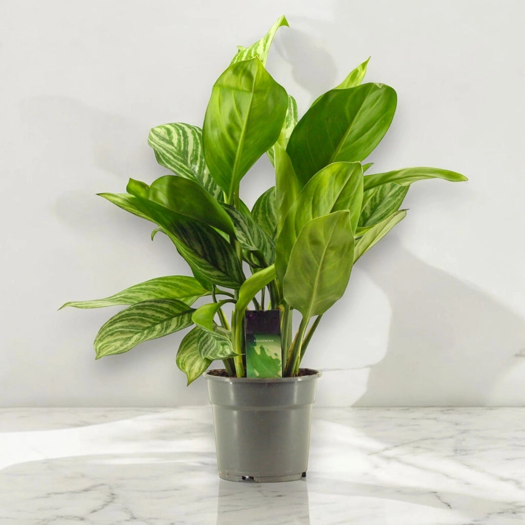 Gardenaria Aglaonema 'Stripes' - Pianta da interno ornamentale Altezza: 65 cm (vaso 17)