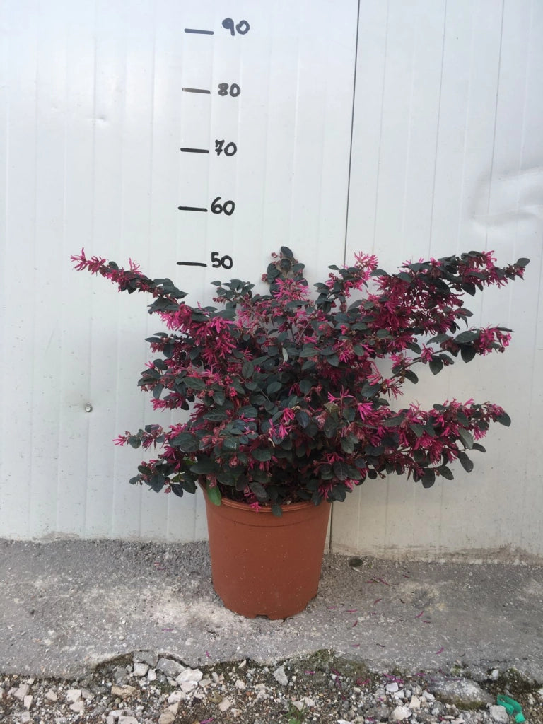 Pianta di Loropetalum Fire Dance vaso 22 foto reali