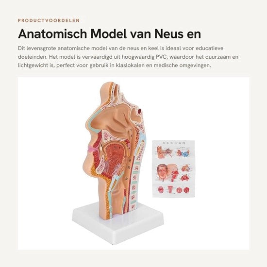 Modello Anatomico Solido in Scala di Vita - PVC di Alta Qualità - Durevole - Anatomia Dettagliata
