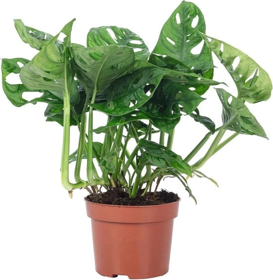 Pianta da interni senza manutenzione – Vaso per finestra, 25 cm alto, 12 cm di diametro