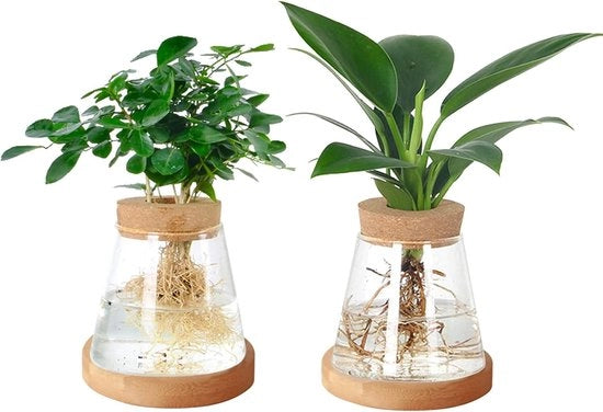 Stazione di Propagazione di Piante - Vaso Terrario in Vetro - Coltura Idroponica - Decorazione per la Casa