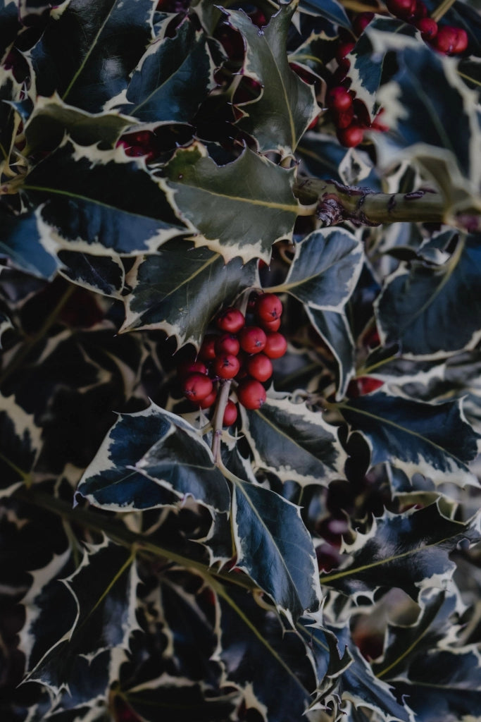 AGRIFOGLIO VARIEGATO ILEX AQUIFOLIUM ARGENTEOMARGINATA ALBERELLO VASO 40