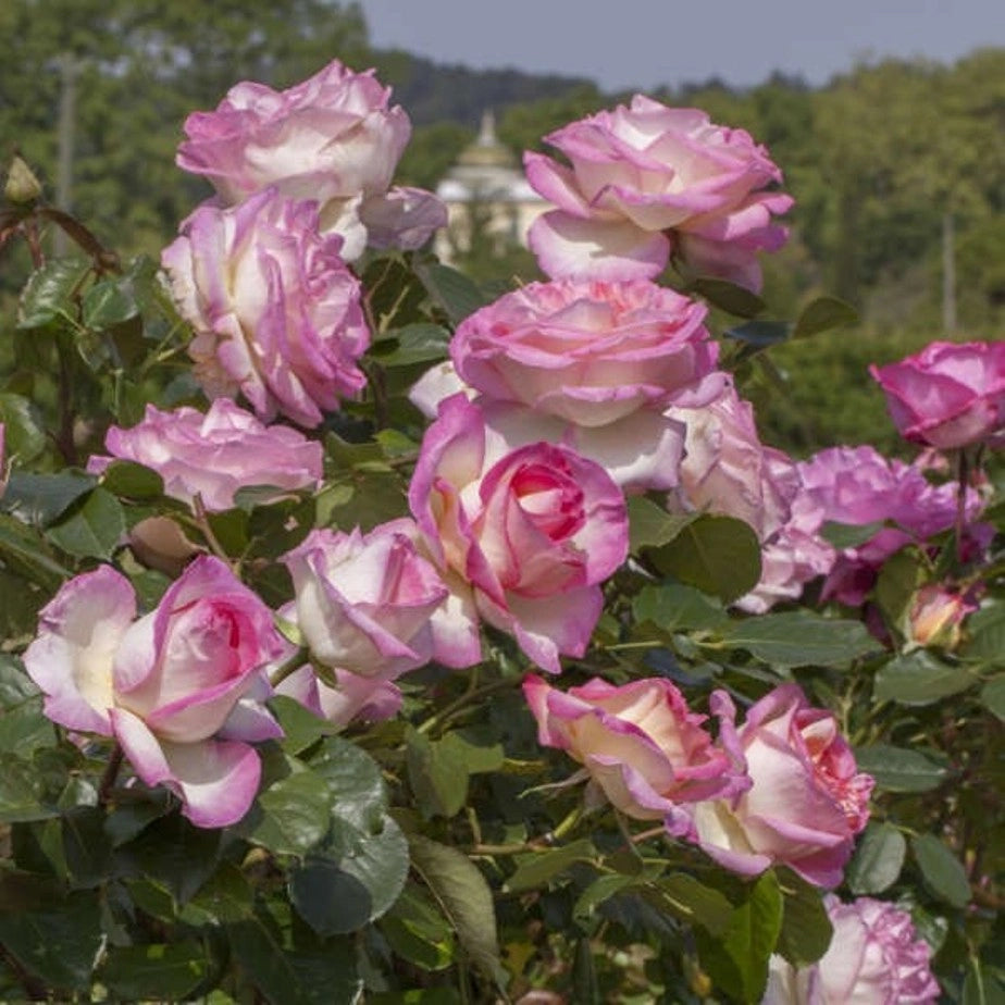 Pianta ROSA PRINCIPESSE DE MONACO® MEILLAND rosa RAMPICANTE  vaso 20cm AMDGarden