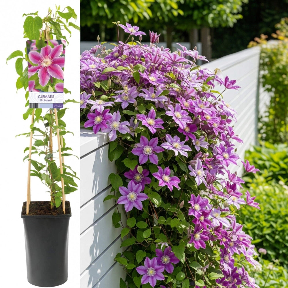 Pianta di CLEMATIDE Clematis DR Ruppel rampicante grandi fiori vaso 18cm AMDGarden