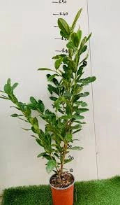 Lauro Lauroceraso (Prunus Laurocerasus) vaso 18cm H 100CM