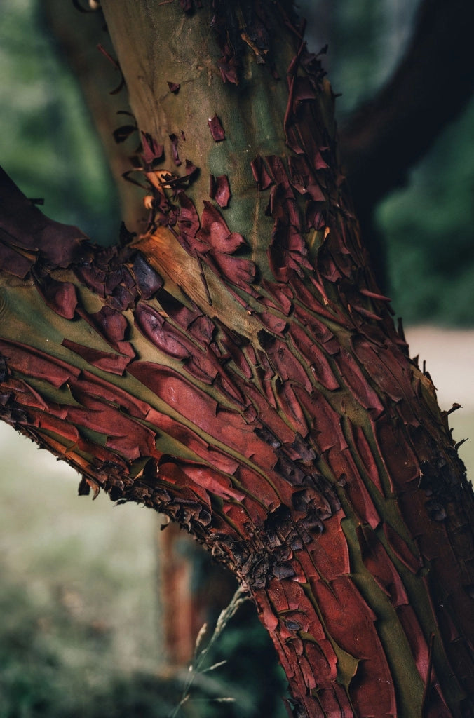 ARBUTUS UNEDO (CORBEZZOLO) VASO 70