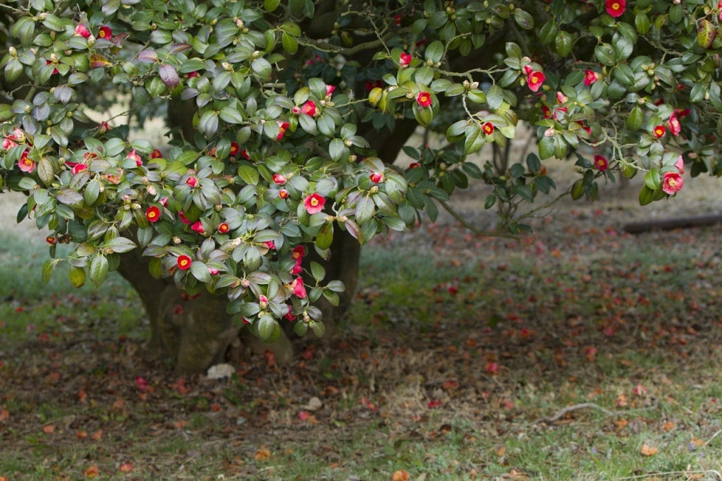 CAMELIA SASANQUA VASO 45