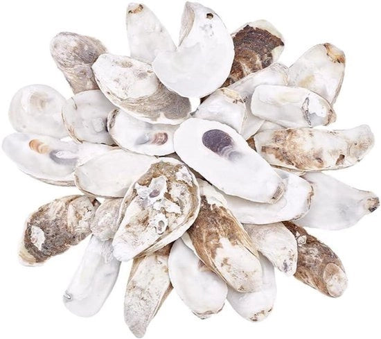 Conchiglie naturali per artigianato - conchiglie grandi - conchiglie di mare naturali - decorazioni per artigianato pendenti - decorazioni per casa per festa di spiaggia - 30 pezzi 2,7 ~ 11,9 cm.