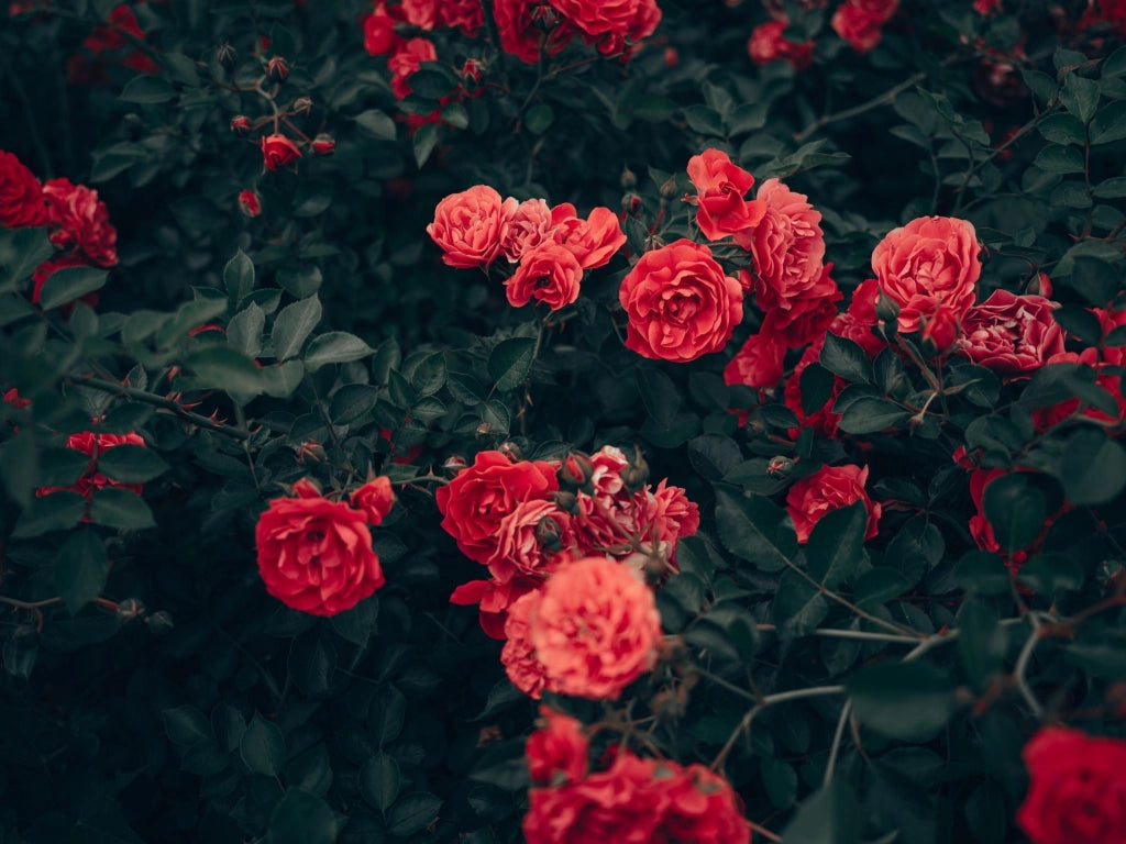 ROSA M. CANTATORE VASO 18