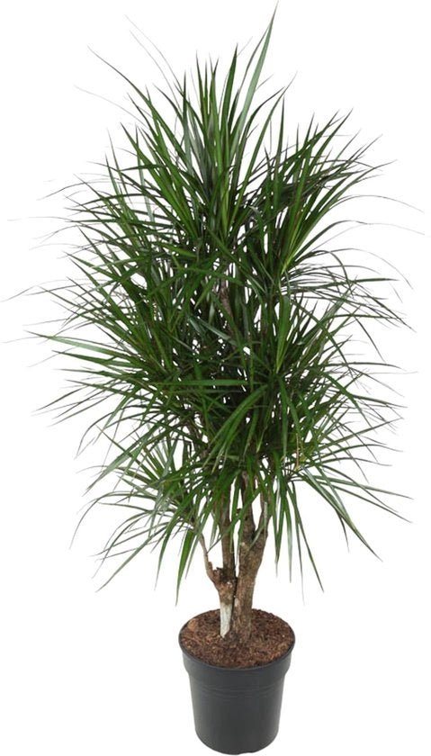 Dracaena Marginata con rami - 140 cm - diametro 31 cm