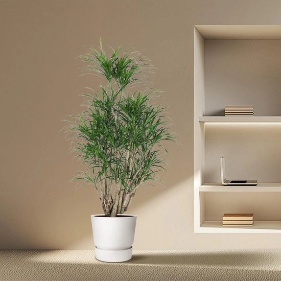 Dracaena Anita con rami - 140 cm - diametro 31 cm