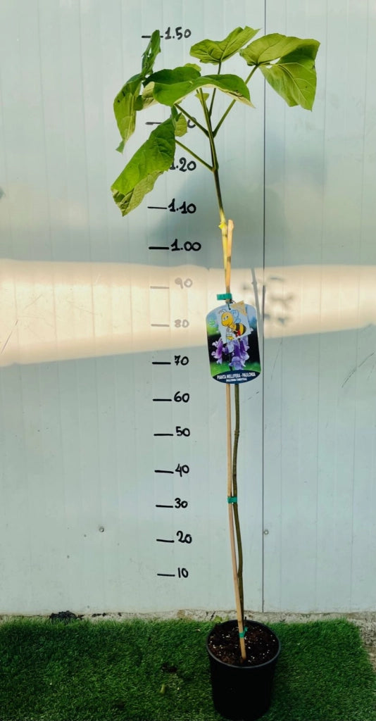 Paulownia tomentosa PAULONIA vaso 16cm H 40 cm foto reali