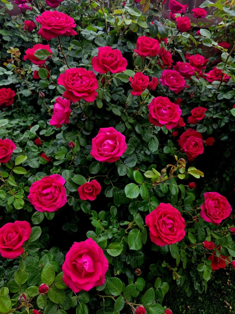 ROSA M. CANTATORE VASO 18