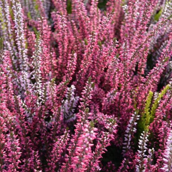 pianta Calluna vulgaris (erica selvatica)