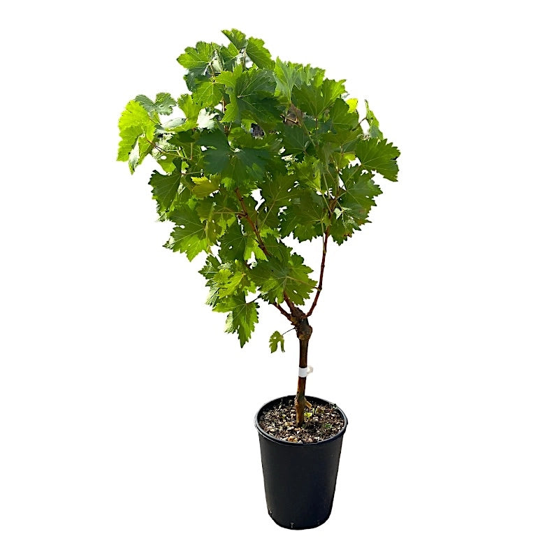 Pianta di UVA VITE innestata VICTORIA Bianca in vaso 16 cm AMDGARDEN