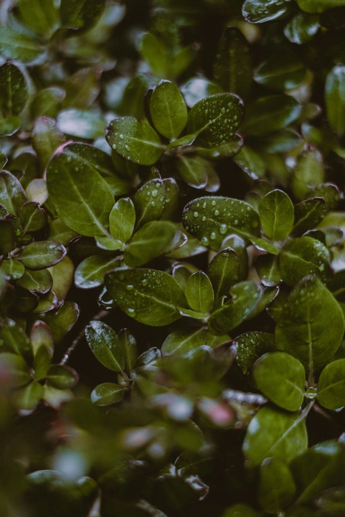 COPROSMA LEMON AND LIME VASO 24