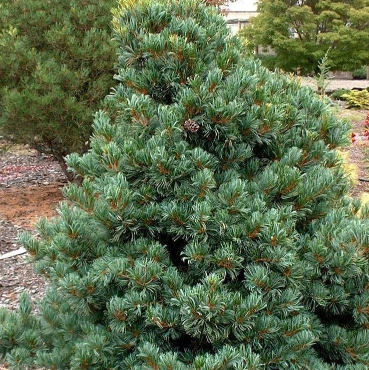 Pianta di PINUS PARVIFLORA 'NEGISHI' Conifera Sempreverde Foto Reali vaso 20cm