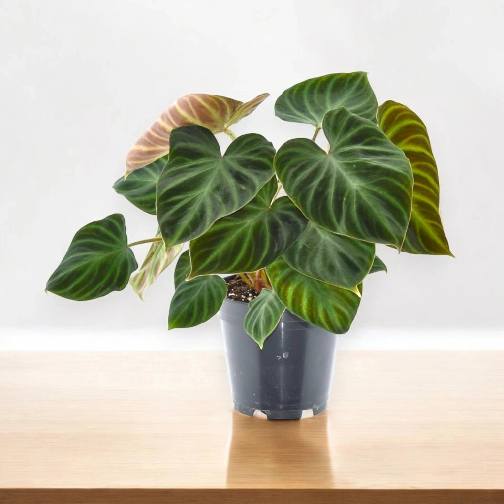 Gardenaria Philodendron verrucosum - Pianta da interno ornamentale Altezza: 45 cm (vaso 17)