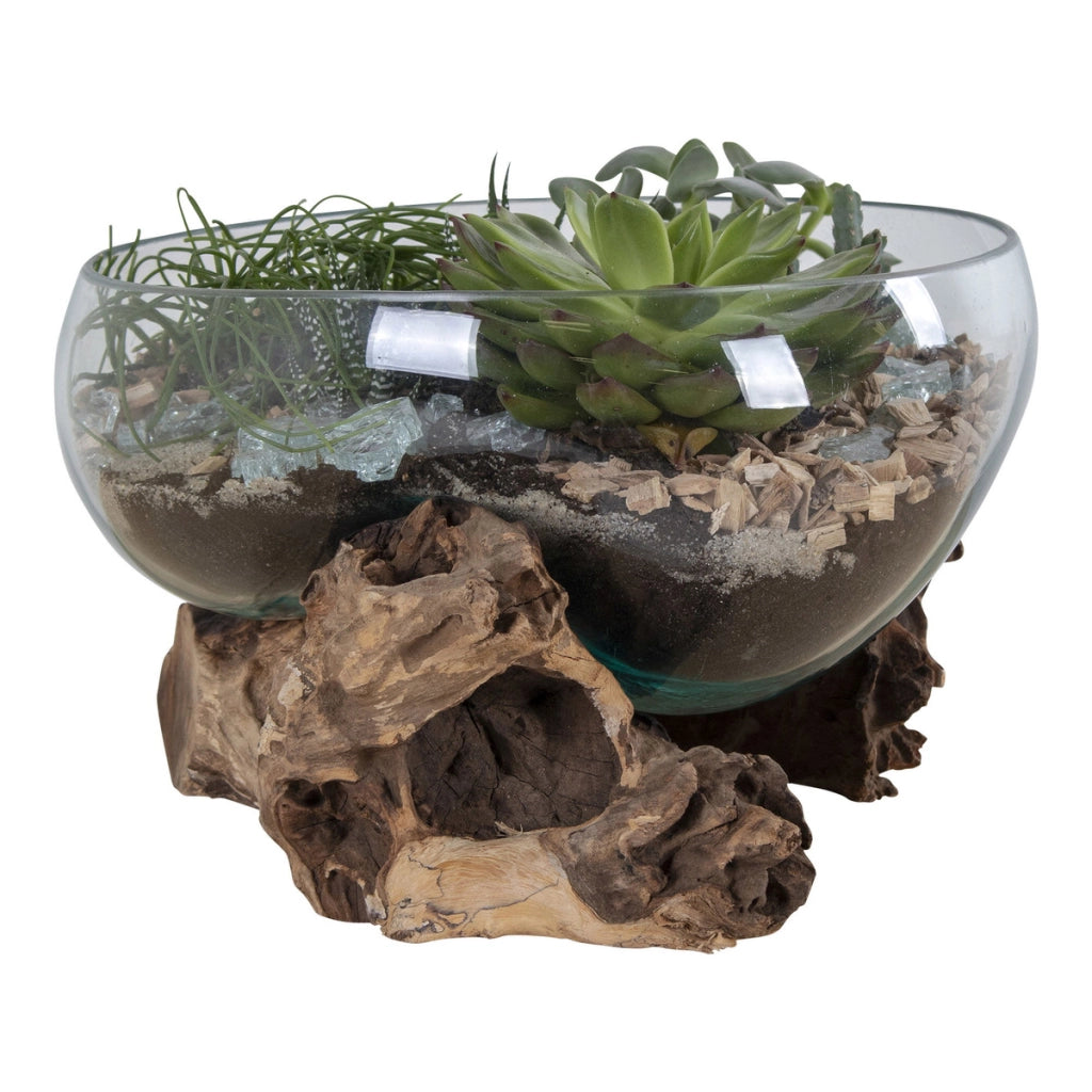 Terrario San Marino in vetro a conca ovale su grande base in radice di teak 26x26xh20 cm