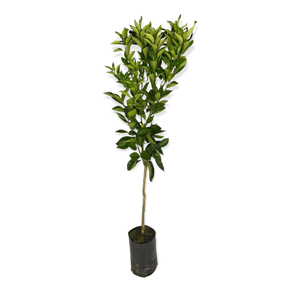 Arancio Amaro selvatico fiori profumati sempreverde in vaso 18 cm AMDGarden