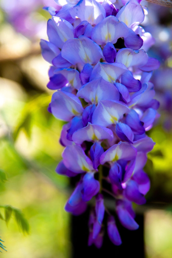 WISTERIA BRACHYBOTRYS SHIRO KAPITAN FUJI (Glicine) SPALL.40 (L.75 - H.160)