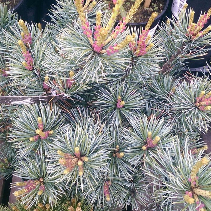 Pianta di PINUS PARVIFLORA 'NEGISHI' Conifera Sempreverde Foto Reali vaso 20cm