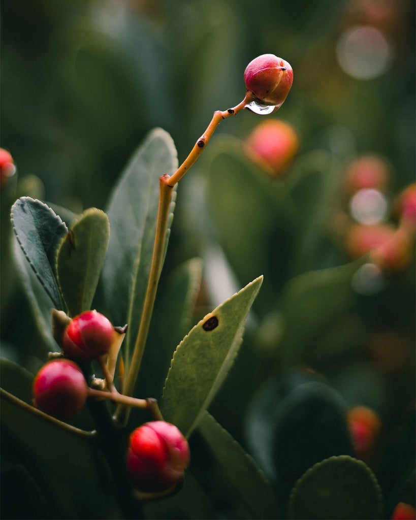 EUONYMUS AUREA (EVONIMO) VASO 24
