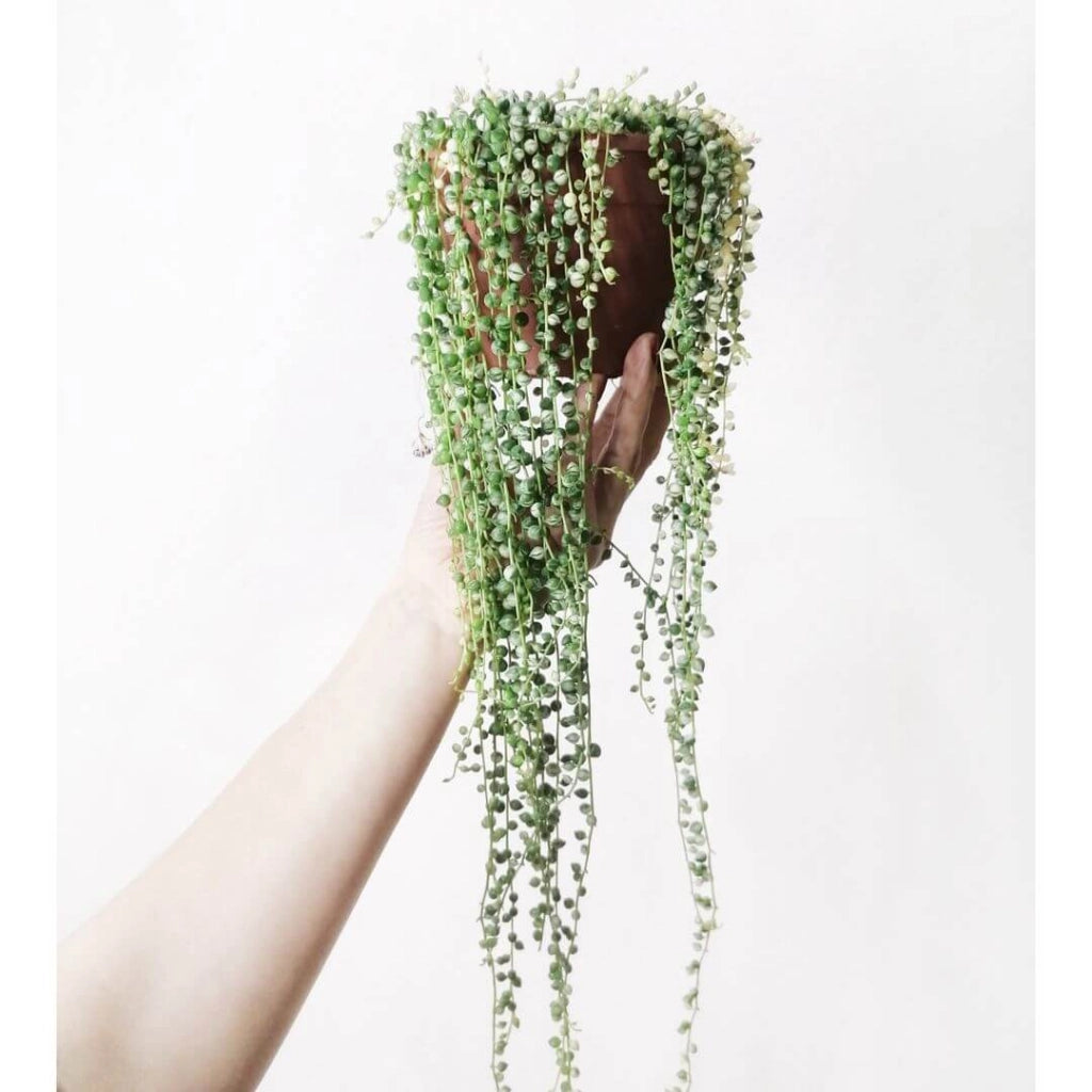 SENECIO Rowleyanus Variegata pianta del rosario o collana di perle Foto Reali