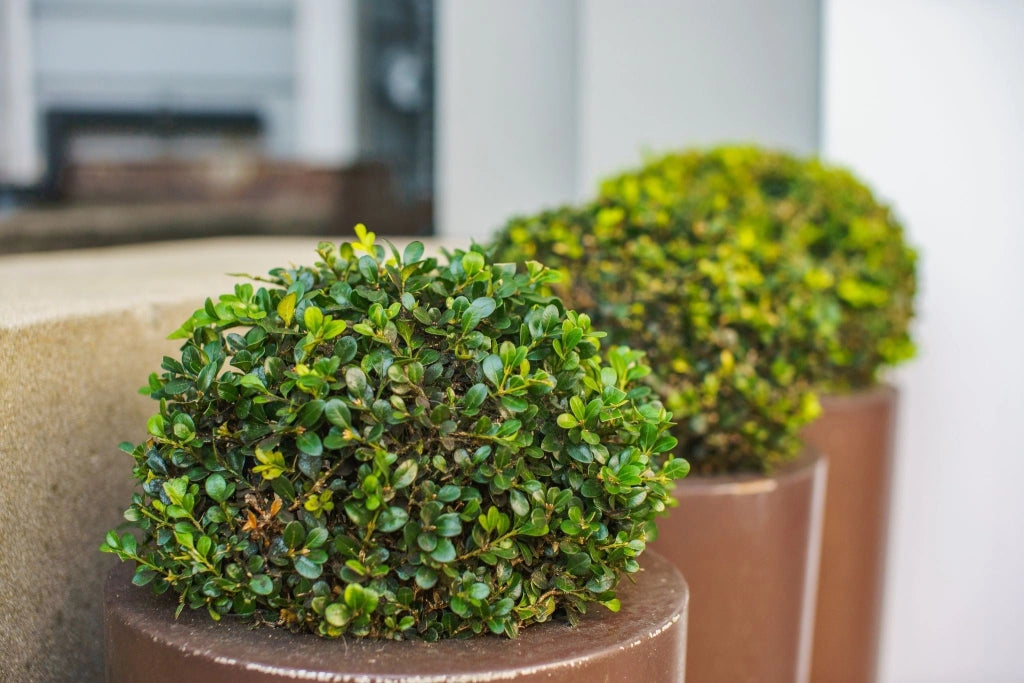 BUXUS FAULKNER (BOSSO) PALLA DIAMETRO CHIOMA 40 CM VASO 30