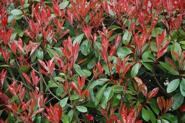 50 PIANTE DI PHOTINIA RED ROBIN H 100cm foto reali piante da siepe