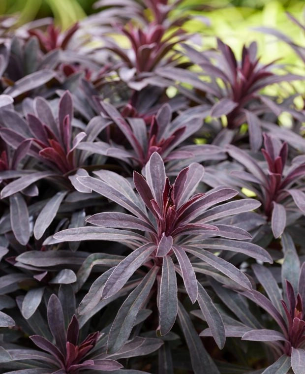 Euphorbia Hybrida  Miners Merlot foto reali h 45/50 cm