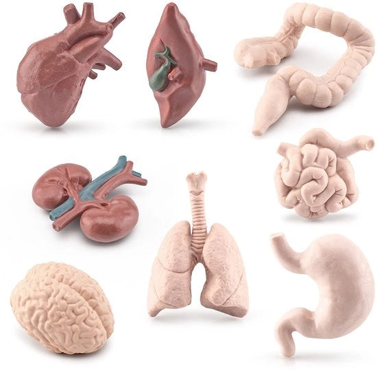 Modello educativo simbolico di un organo umano (cervello, cuore, polmoni, fegato, stomaco, intestino crasso, intestino tenue, reni) - ornamento statico