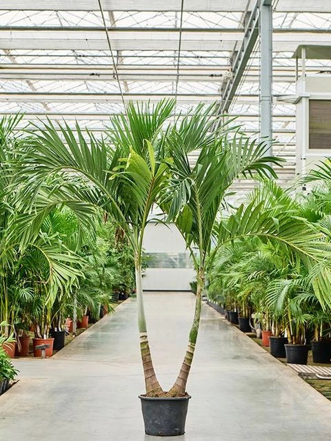 Adonidia merrillii Touffe H 2,2 m Palma tropicale ornamentale a 3 tronchi