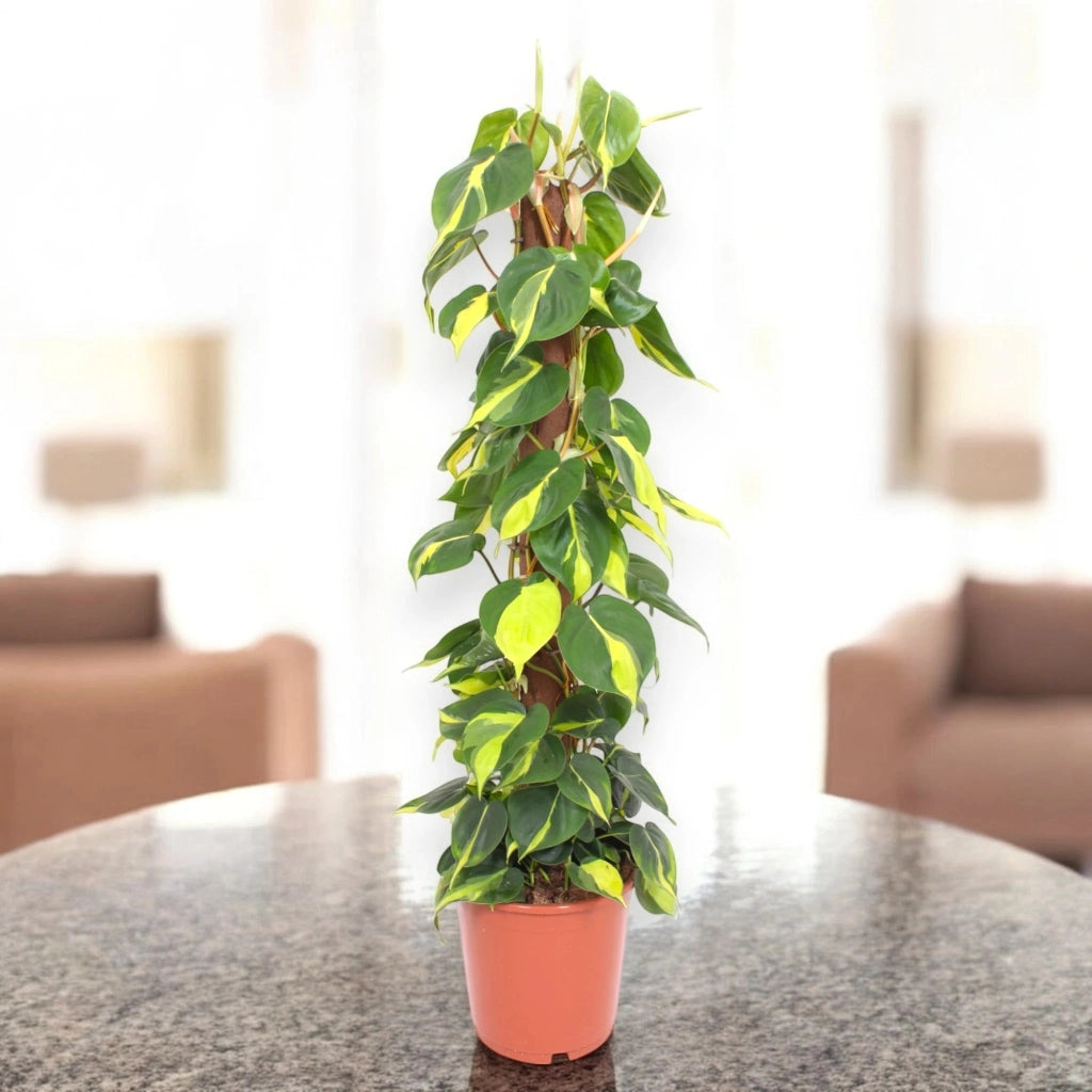 Gardenaria Philodendron scandens 'Brasil' - Pianta da interno ornamentale Altezza: 60 cm (vaso 12)