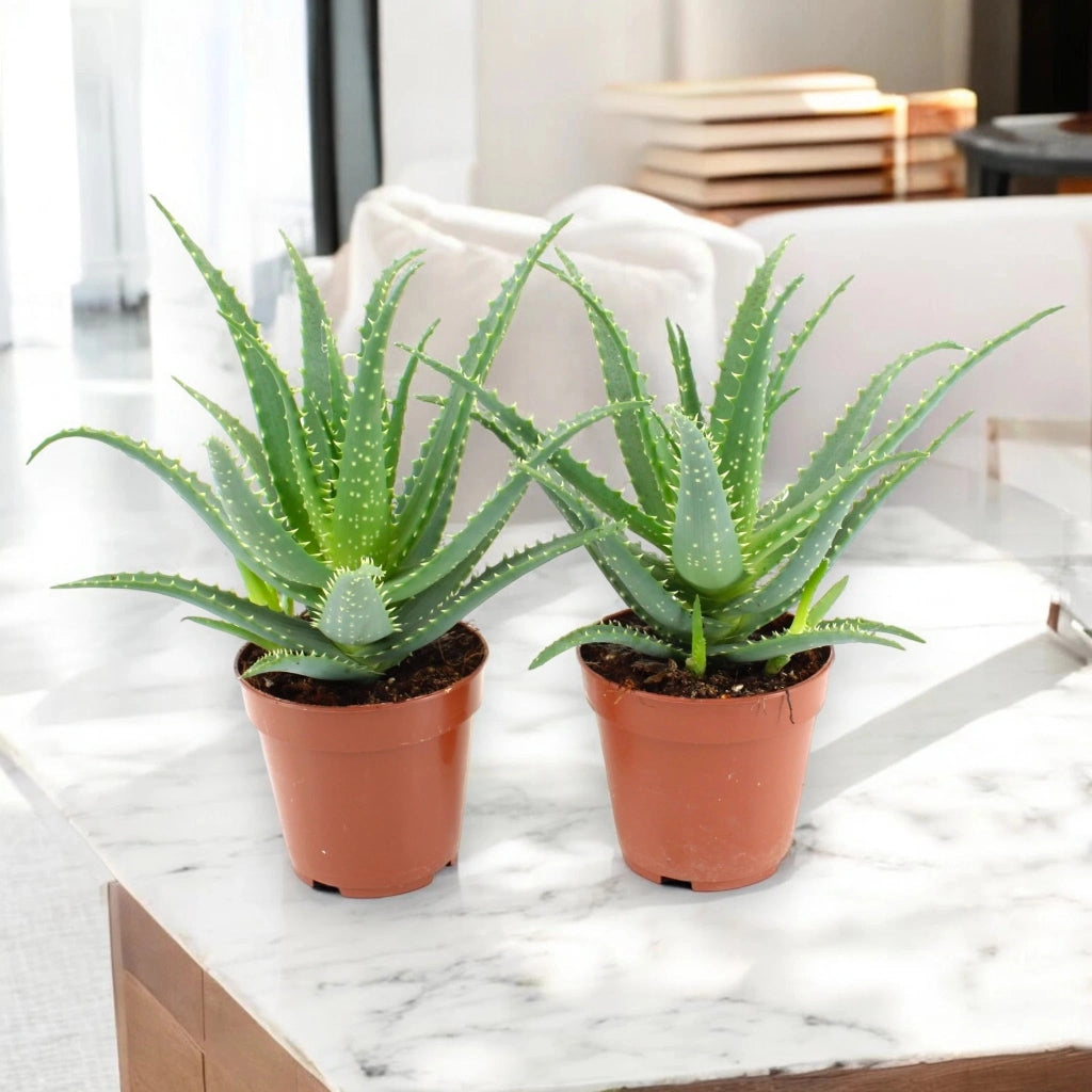 Gardenaria Aloe arborescens - Pianta da interno ornamentale Altezza: 25 cm (vaso 12)