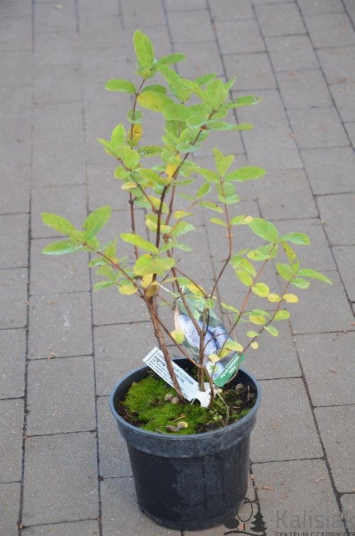 Lonicera Kamtscha Karina – Caprifoglio siberiano da frutto precoce