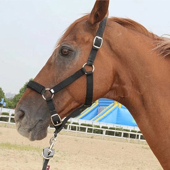 Halster per Cavallo Adattabile - Cinghia per Cavallo - Controllo Cuscino Morbido - Alta Densità 5 mm Cinghia Singola - Adatto per Altezza Schiena 1.45-1.85m - 100% Nuovo