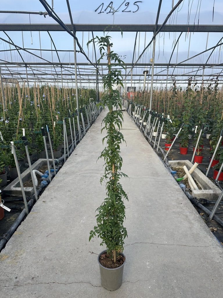 JASMINUM POLYANTHUM VASO 19 H.150