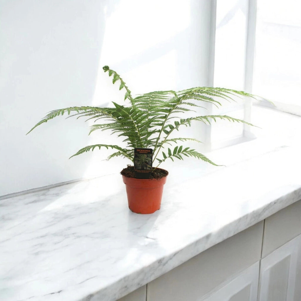Gardenaria Dicksonia antarctica - Pianta da interno ornamentale Altezza: 35 cm (vaso 17)